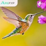 The Hummingbird
